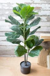 ARTIFICIAL POTTED FIDDLE LEAF FIG IN A BLACK POT