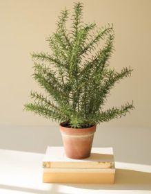 ARTIFICIAL ROSEMARY PLANT IN A FAUX TERRACOTTA POT