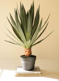 ARTIFICIAL SISAL PLANT IN BLACK PLASTIC POT - 27"