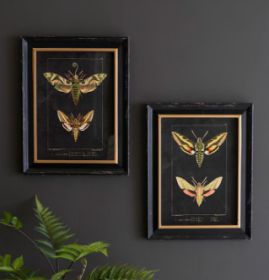SET OF TWO FRAMED MOTH PRINTS UNDER GLASS