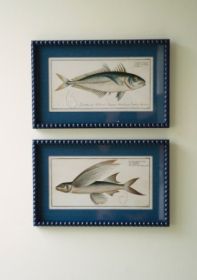 SET OF TWO NAVY FRAMED FISH PRINTS UNDER GLASS