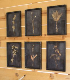 SET OF SIX BOTANICAL PRINTS UNDER GLASS