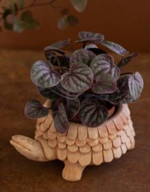 TERRACOTTA TURTLE PLANTER (Color: Multi)